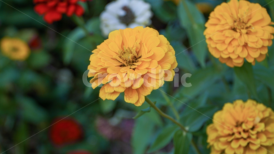 꽃,자연,화분,flower,식물,blossom,plant,식물,자연,plants,nature,꽃,flower