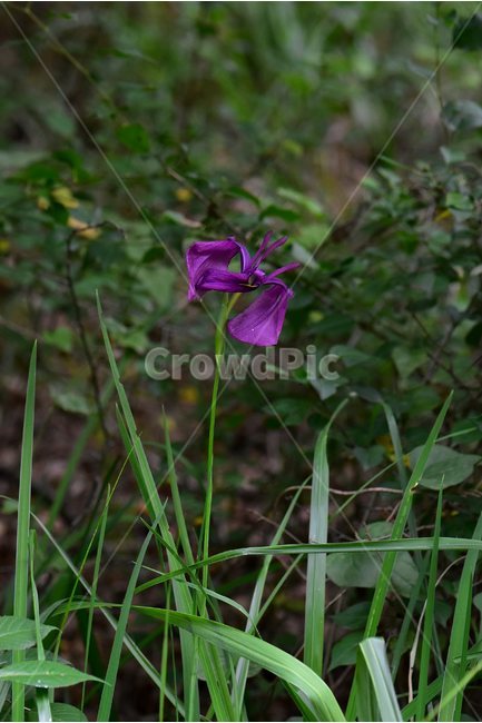 꽃창포,야생화,꽃,식물,자연,생태,플라워,flower,plants,nature,식물,자연,plants,nature,꽃,flower