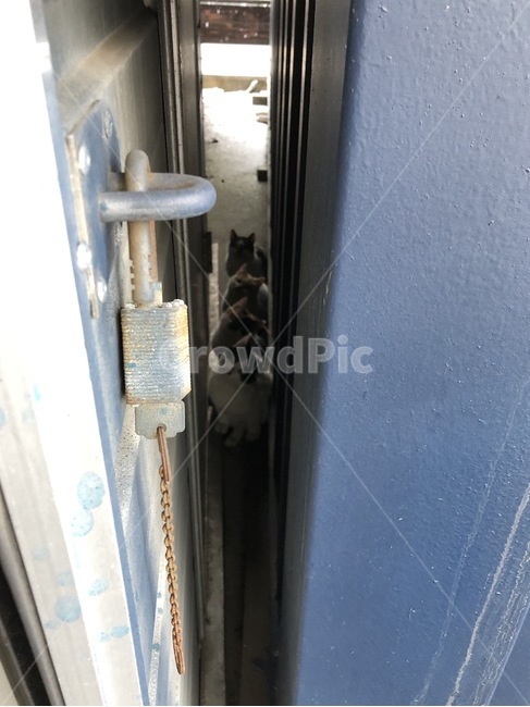 고양이,야옹이,고양이가족,나란히,틈사이,일상,창고,컨테이너,동물,animal,포유류,mammal,고양이,cat,kitten,kitty
