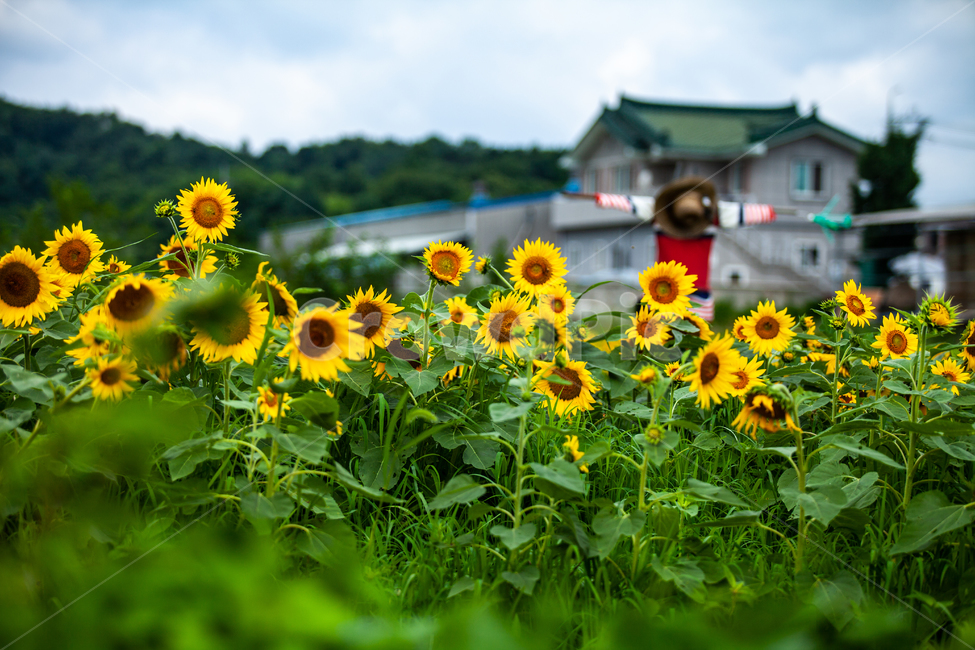 해바라기,축제,해바라기축제,가을,생태공원,sunflower,Flower,들,들판,노란,노란색,시골,농사,허수아비,식물,자연,plants,nature,꽃,flower