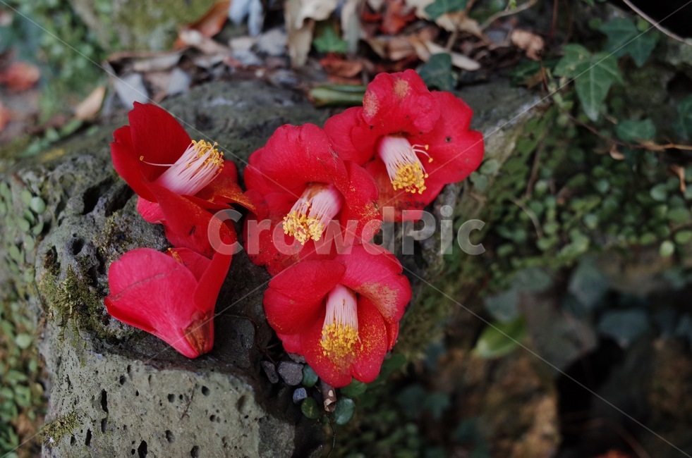 제주도,동백꽃,동백,겨울,빨간꽃,겨울꽃,식물,꽃,식물,자연,plants,nature,꽃,flower