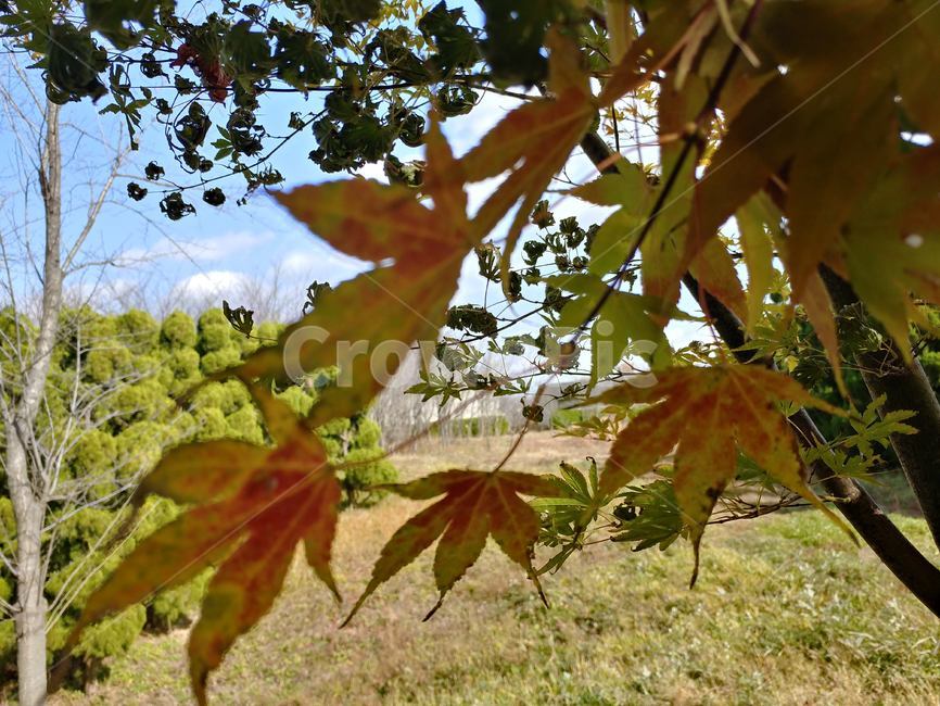 단풍,가을단풍,가을,엽록소,maple,leaf,잎,plant,식물,tree,나무,가을,계절,fall,autumn,season