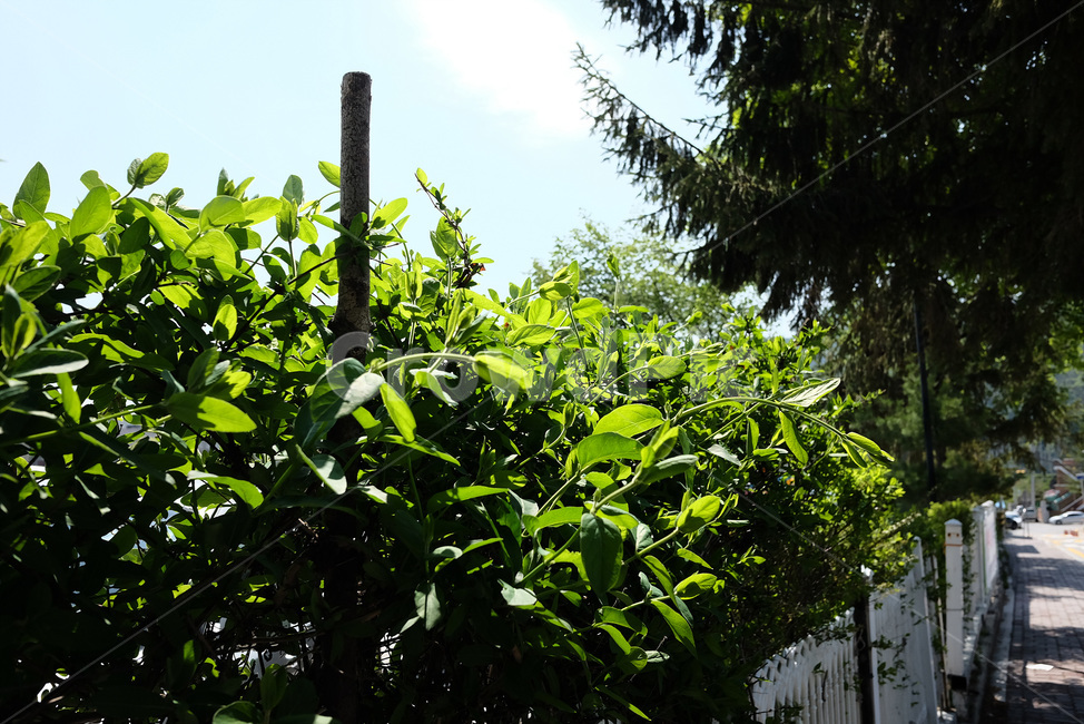 자연,꽃,풀,나무,풍경,봄,plant,outdoor