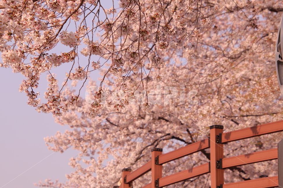 벚꽃,봄,꽃,cherryblossom,flower,spring,봄꽃,분홍색,계절,봄이미지,봄날,벚꽃축제,flowers,식물,아름다운,배경,바탕,연분홍색,핑크색,우아한,beautiful,예쁜,화려한,season,garden,자연,pink,감성,꽃잎,nature,봄,계절,spring,season,식물,자연,plants,nature,꽃,flower,plant,blossom,cherry blossom