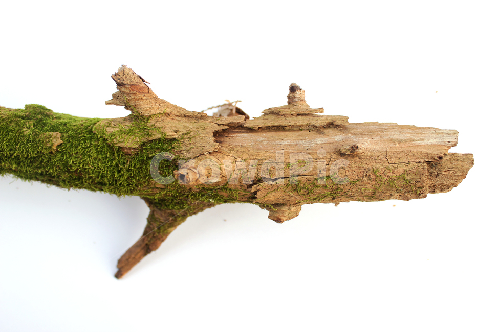 bark,branch,branchesmoss,brown,closeup,detail,dry,green,moss,natural,nature,piece,plant,tree,wood,wooden,이끼,그린,녹색,나뭇가지,오래된,자연,식물,나무,우드,건조한,마른,가지,풀,이끼풀,흰배경,클로즈업,갈색,브라운,나무,trees,wood,누끼,remove background