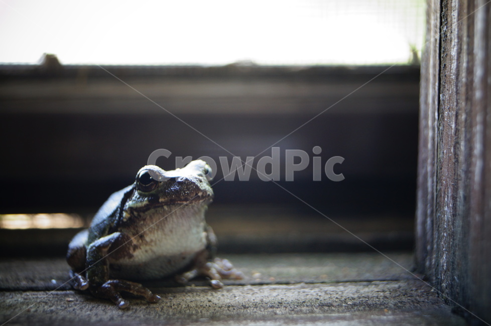 개구리,frog,animal,동물,양서류,amphibian,wildlife,야생동물,청개구리,파충류,양서류,reptile,amphibian