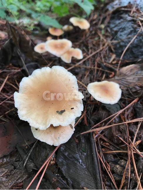 버섯,mushroom,식물,plants,자연,nature,버섯,mushroom
