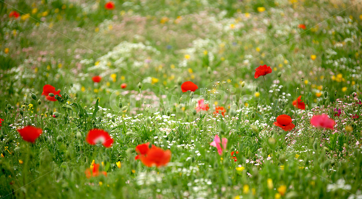 식물,꽃,들,자연,양귀비꽃,식물,자연,plants,nature,꽃,flower