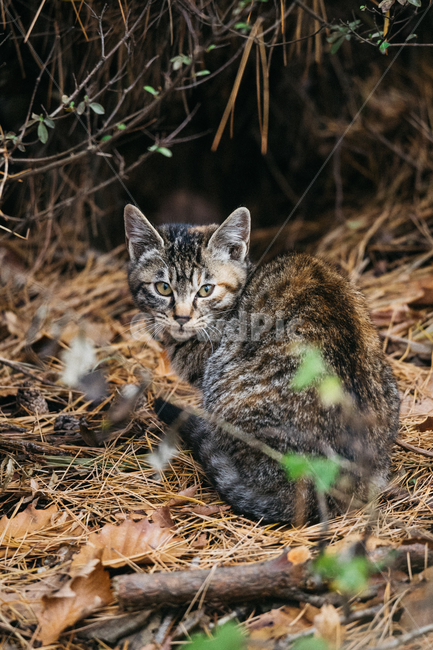 고양이,캣,냥냥이,길고양이,길냥이,cat,산냥이,삼색이,동물,animal,포유류,mammal,고양이,cat,kitten,kitty