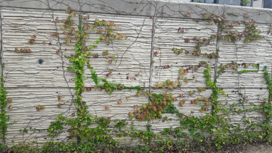 담쟁이,담쟁이덩쿨,ivy,bostonivy,wall,vine,덩쿨식물,식물,plant,벽,담,brick,줄기,식물,자연,plants,nature