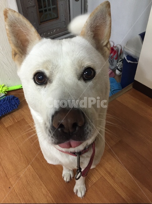 강아지,진돗개,백구,dog,반려견,반려동물,동물,animal,포유류,mammal,개,강아지,dog,doggy