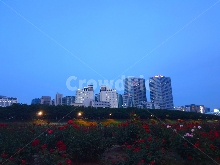 안양천,장미,꽃,flower,rose,anyangcheonstream,건물,building,디지털단지,digitalcomplex,city,gasan,가산