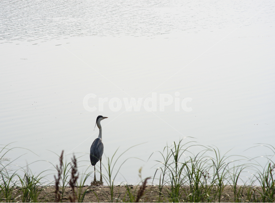새,조류,철새,호수,자연,풍경,동물,animal,조류,새,birds