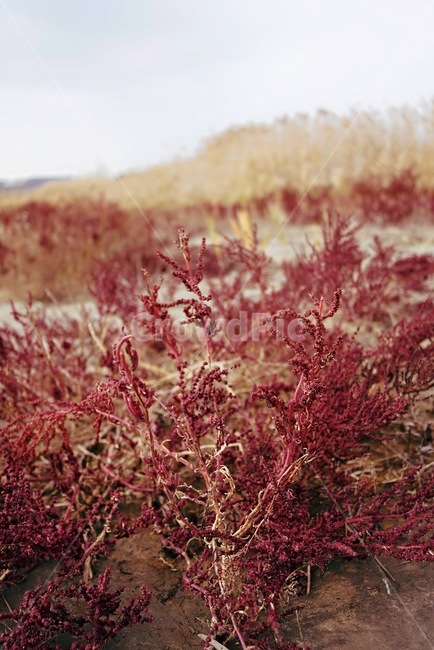 plant,식물,vegetation,grass,초목,잔디,bush,들판