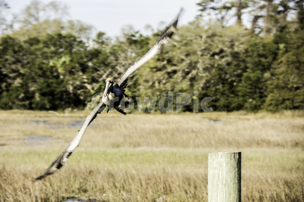 새,bird,fly,날개,wing,sapeloisland,georgia,america,섬,조지아,미국