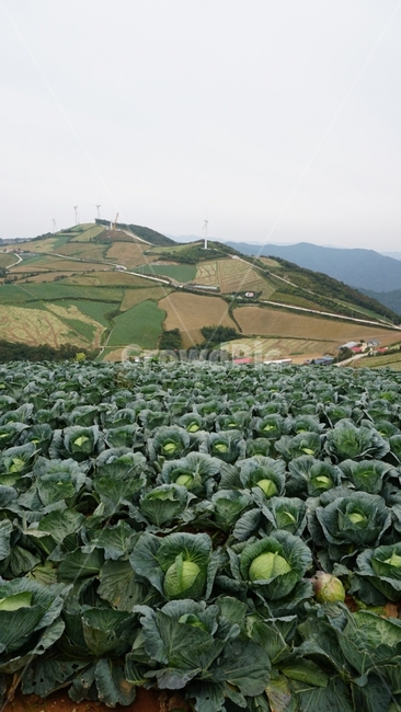 배추,고랭지,시래기,강원도,김장,재배지,산골,안반데기,자연,풍경,nature,landscape,한국자연풍경,한국자연경관,korea nature landscape,시골,마을,country,rural,town,산업,industry,industrial,농업,농사,agriculture,farming,farming industry,plant,식물
