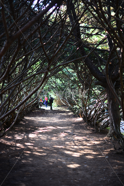 파주,자연,풀,나무,감성,풍경nature,landscape,한국자연풍경,한국자연경관,koreanaturelandscape,주목터널길,빛,햇빛,나무터널,가을,산책,나들이산책,autumn,계절눈부신,자연,풍경,nature,landscape,사람들,대중,군중,other people,crowd,garden,정원,outdoors,옥외,arbour,정자,tree,plant,식물
