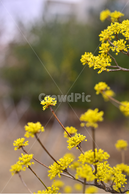 산수유,봄꽃,노랑꽃,계절,시즌,나무꽃,season,blossom,꽃,flower,식물,plant,옐로우,노랑색,yellowflowers,야외,옥외,아웃도어,배경,바탕,백그라운드,봄,계절,spring,season