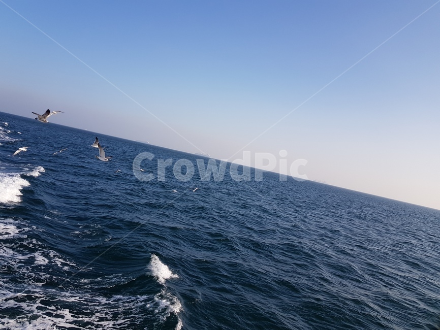 바다,갈매기,하늘,풍경,파도,자연,풍경,nature,landscape,sea,outdoors,옥외,ocean,대양,water,물,animal,동물,bird,새