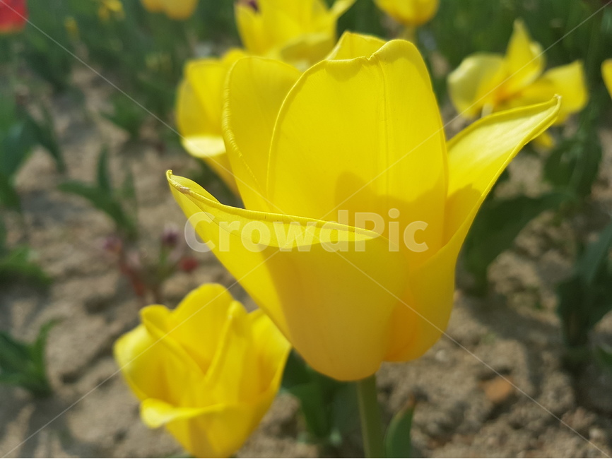 튜울립,노란튜울립,꽃,식물,꽃축제,식물,자연,plants,nature,꽃,flower