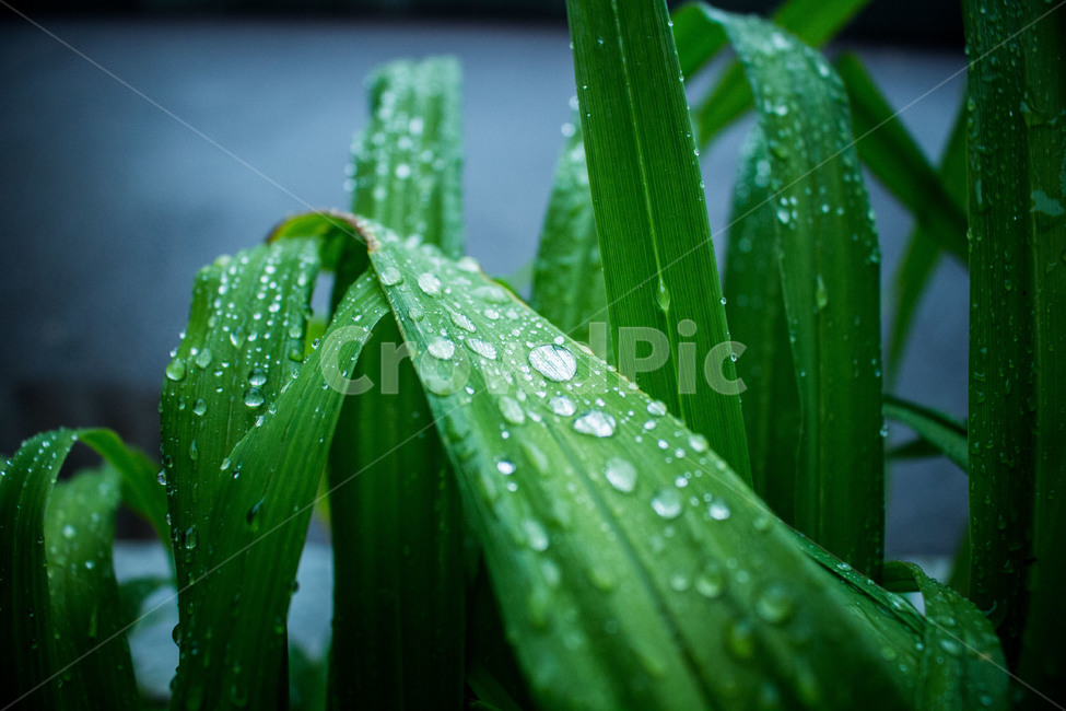 물방울,난초,비,식물,비오는날,물,초점,식물,자연,plants,nature,비,비오는날,rain,rainy