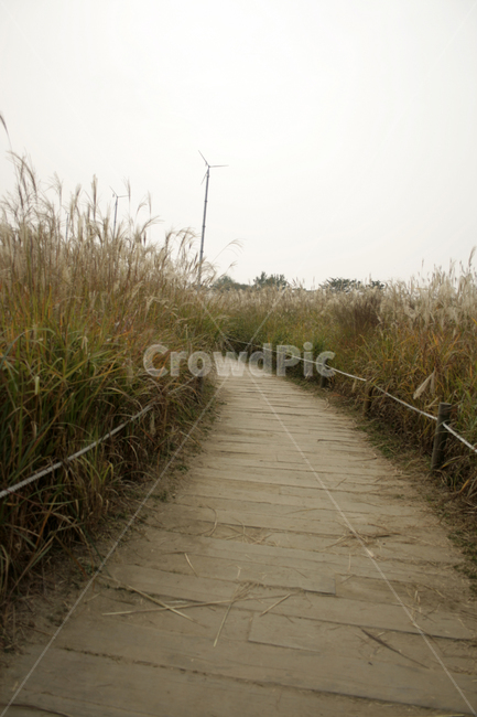 억새,가을,억새풀,억새밭,식물,길,가을,계절,fall,autumn,season,자연,풍경,nature,landscape,grass,잔디,plant,bridge,다리,boardwalk,산책로,building,건물