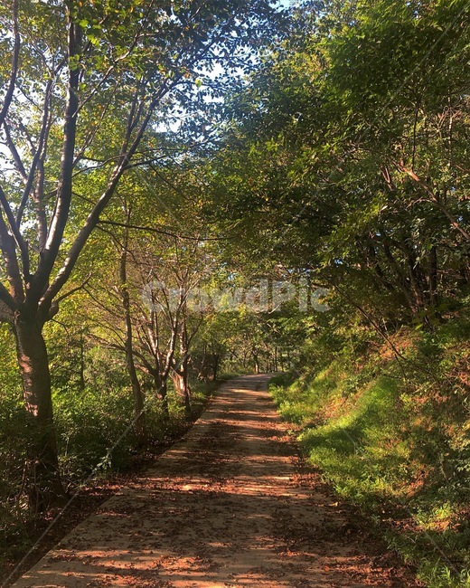 자연,산,등산,흙길,나무,tree,path,plant