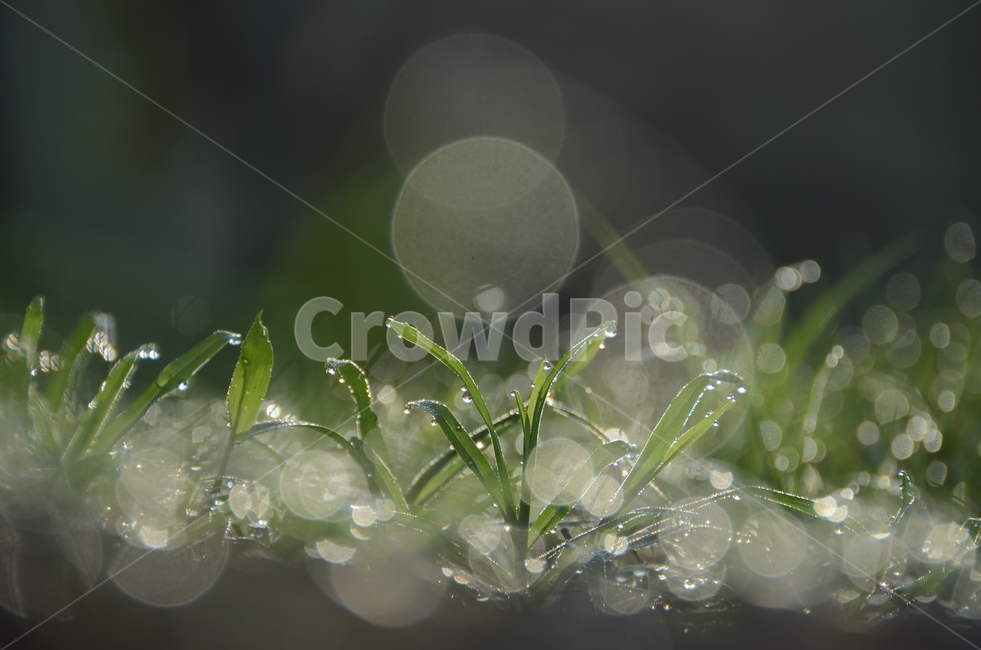 작은물방울,식물,이슬,보케,아침,식물,자연,plants,nature