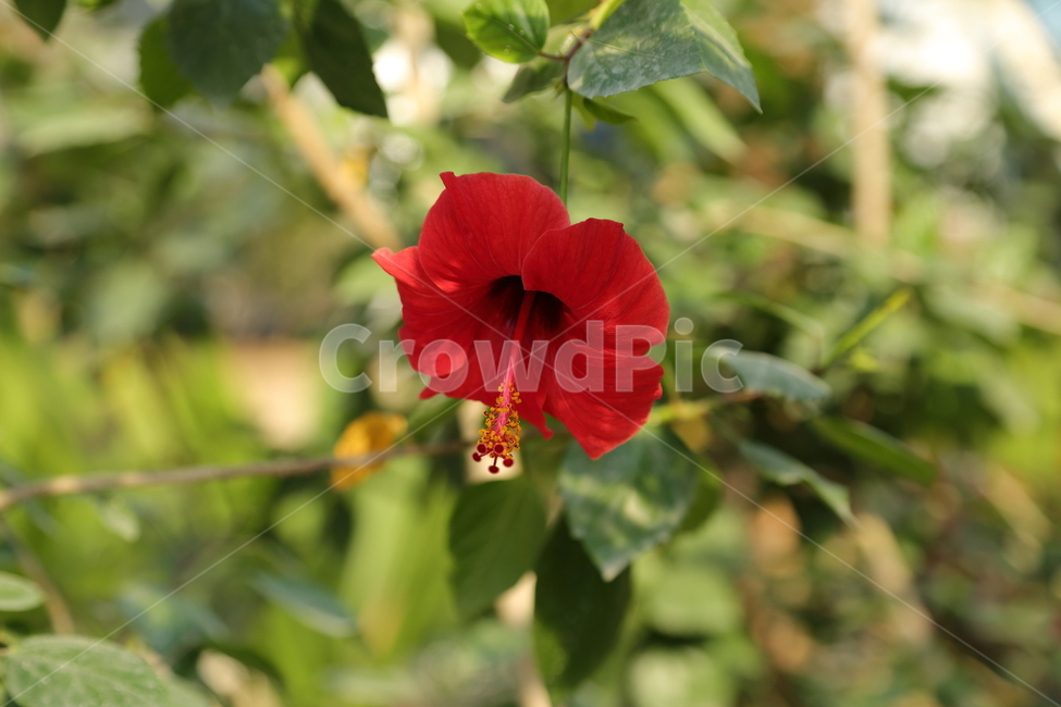 꽃,식물,봄꽃,flower,나팔꽃