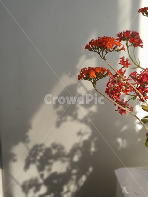 plant,식물,flower,꽃,blossom