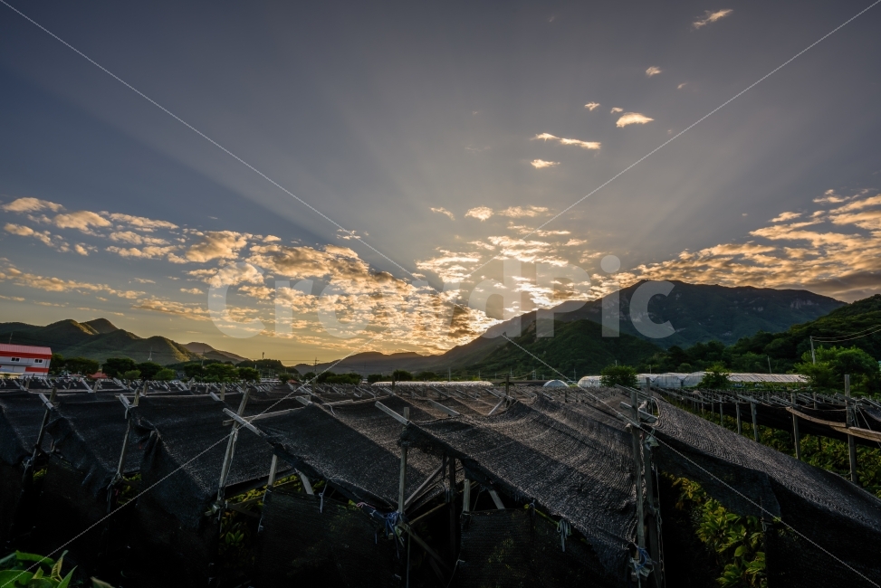 풍경,풍경사진,일출,일출사진,빛내림,자연,풍경,nature,landscape,한국자연풍경,한국자연경관,korea nature landscape,시골,마을,country,rural,town,산업,industry,industrial,농업,농사,agriculture,farming,farming industry,outdoors,옥외,scenery,경치