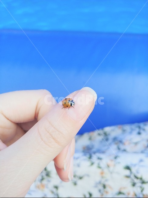 무당벌레,곤충,ladybug,손,자연,봄,손가락,숲,동물,몸,감성,nature,레이디버그,벌레,hand,여름,계절
