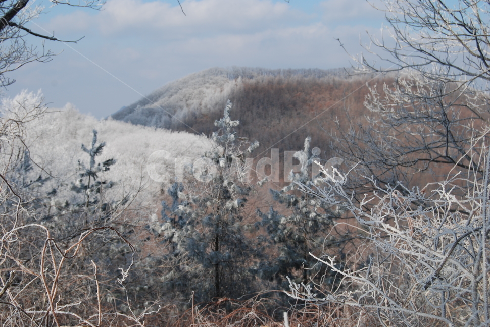 백화산,자연,나무,등산로,하늘,겨울,계절,winter,season,자연,풍경,nature,landscape,식물,plants,나무,trees,wood,tree,plant,fir,전나무