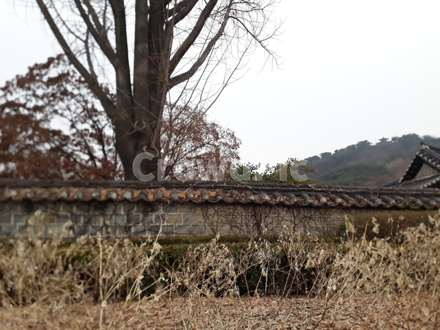 나무,담,가을,흐림,기와,가을,계절,fall,autumn,season