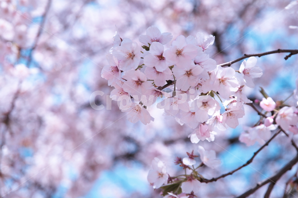 plant,식물,flower,꽃,blossom,벚꽃,봄