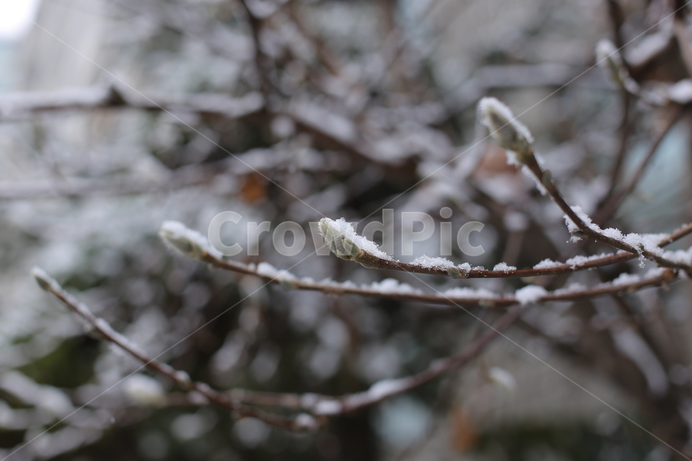겨울,눈,눈오는날,snow,winter,풍경,감성,화이트,추위,폭설,설경,겨울,계절,winter,season