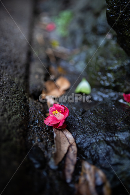 plant,식물,꽃,flower,동백,식물,자연,plants,nature,꽃,flower
