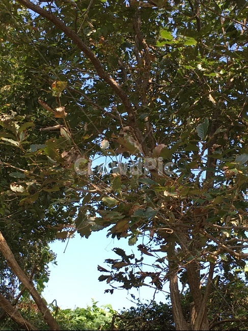 tree,나무,plant,식물,자연,풍경,하늘,나무,trees,wood