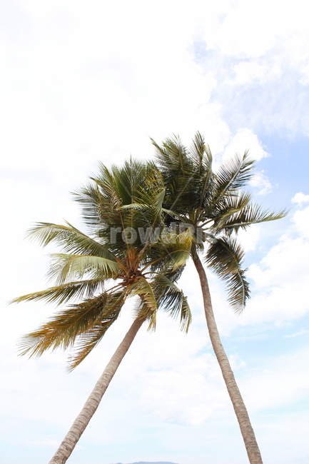 야자수,동남아,코코넛,식물,베트남,palmtree,plants,나무,trees,wood