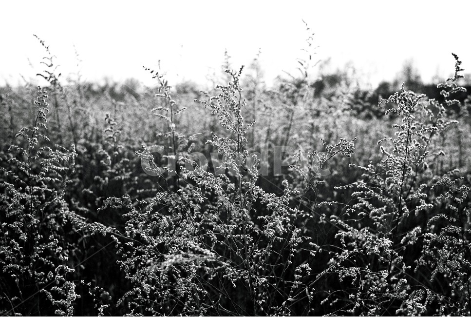 감성,풀,억새,갈대,흑백,식물,자연,plants,nature,흑백,모노톤,monochrome,black and white
