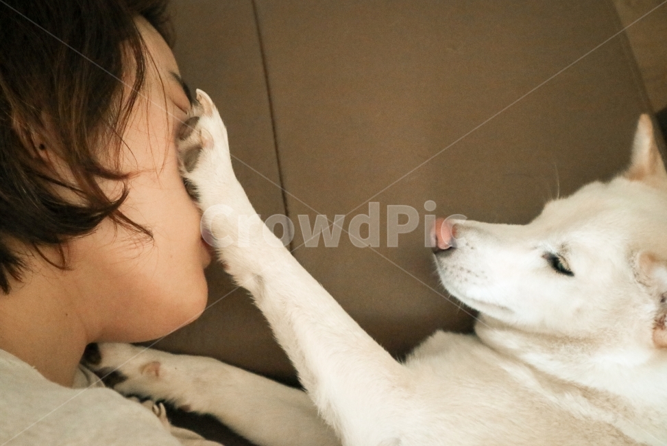 시바견,백시바,애견,애완견,강아지,거부,휴식,꿀잠,낮잠,모델,인물사진,동물,animal,포유류,mammal,개,강아지,dog,doggy,사람,인물,인간,human,person,여성,여자,woman,female,lady,감정표현,기분,feeling,emotion