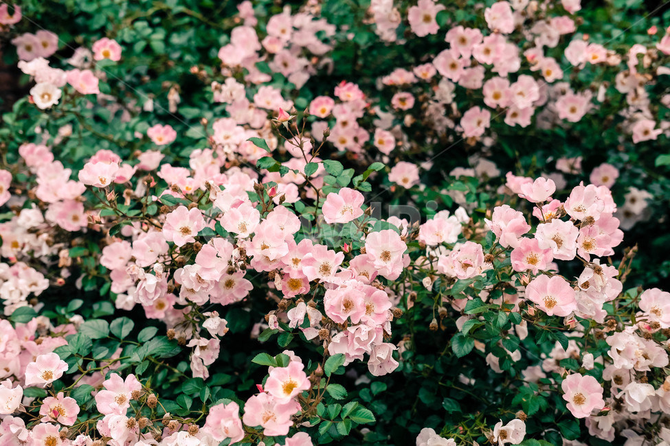 여름,장미,꽃,자연,분홍,pink,flower,rose,summer,beauty,nature