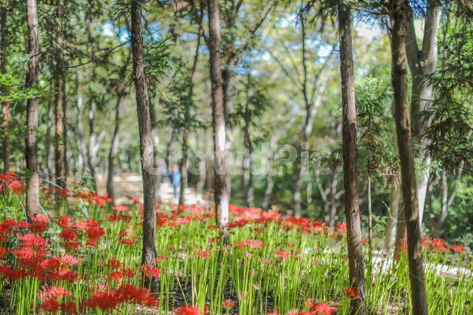 tree,나무,plant,식물,꽃무릇,상사화,산책로,walk,식물,자연,plants,nature,나무,trees,wood