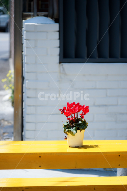 plant,식물,flower,꽃,화분