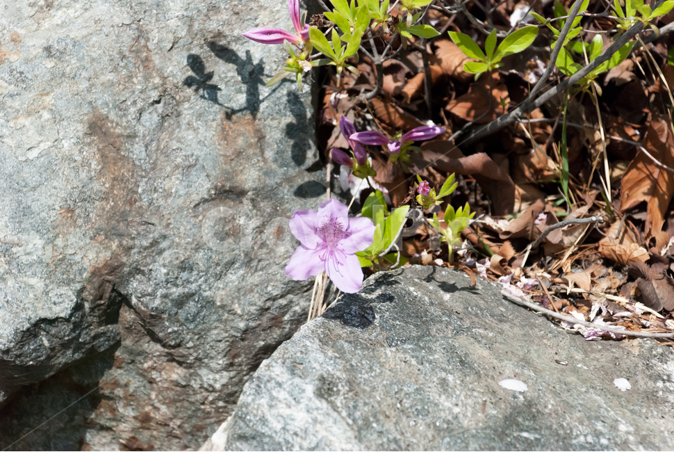 진달래,철쭉,봄,꽃,생화,공원,식물,조경,핑크,분홍,spring,season,flowe,만개,만발,자연,향기,영산홍,연산홍,보라,아름다운,화사한,Azalea,바위,돌,봄,계절,spring,season,식물,자연,plants,nature,꽃,flower,plant,geranium,제라늄,blossom