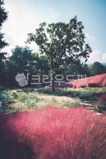 구절초,꽃,flower,흰꽃,화이트,blossom,daisies,daisy,데이지,식물,plant,자연,풍경,nature,landscape