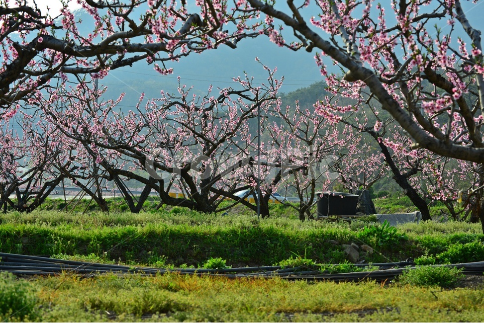 plant,식물,blossom,flower,과수원,복숭아밭,복사꽃,꽃,봄,계절