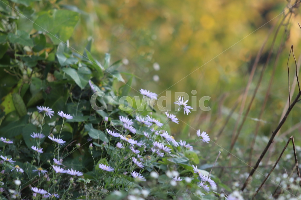plant,식물,자연,nature,망초,식물,자연,plants,nature,꽃,flower