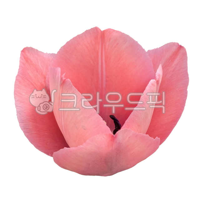 One flower nuki,Tulip,spring png,Flower Nokki,flower sticker,spring flowers,spring,One flower,season,tulip sticker,One flower png,spring season,flower png,plant png,plant icon,One bunch,plant,a flower,pink tulips,pink,Tulip Nuki,spring plants,pink petals,