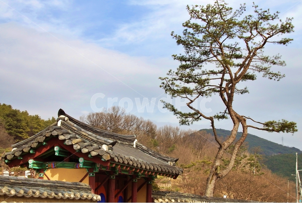 유적지,담,하늘,고송,소나무,기와,한국전통,한국문화,korean traditional,korean culture,건축물,건물외관,exterior,building,structure,architecture,construction